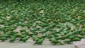  Indian Ringneck Parakeet: