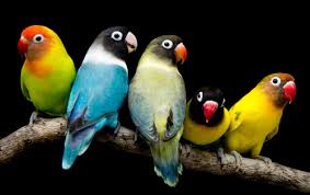 Best Pet Birds that talk