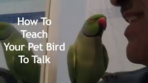Pet Birds That Talk