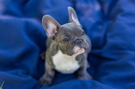 How Much Are Blue French Bulldog Puppies