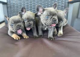 blue french bulldog puppies