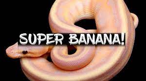Super Banana Ball Pythons