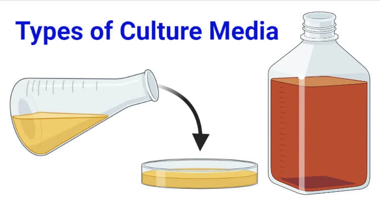 Culture and Media