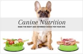 How to Become a Canine Nutritionist