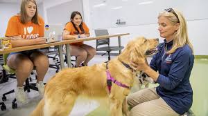 How to Become a Certified Canine Nutritionist